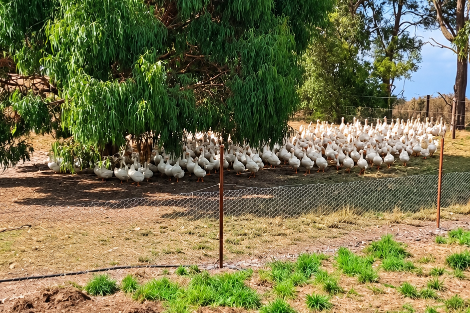 A flock of white ducks gathered under a large tree in a pastoral setting, with a fence in the foreground.